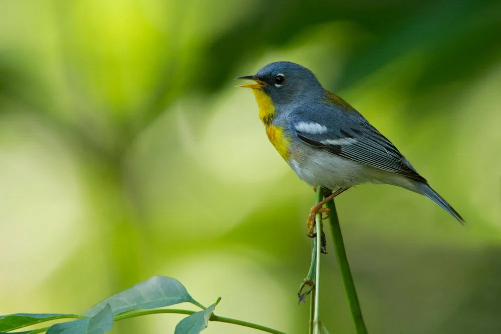 Warbler Walk