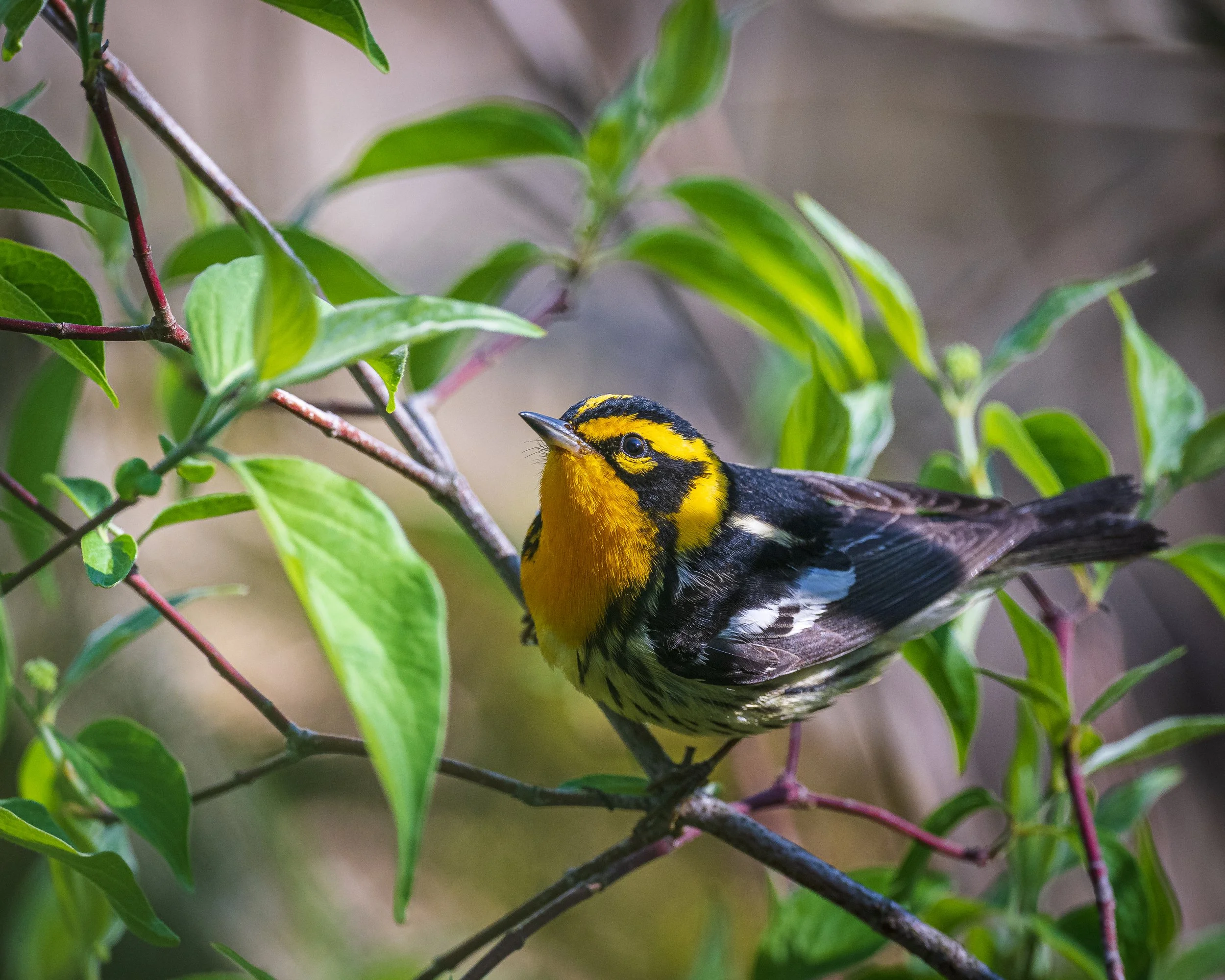 Birds &amp; Brew - July