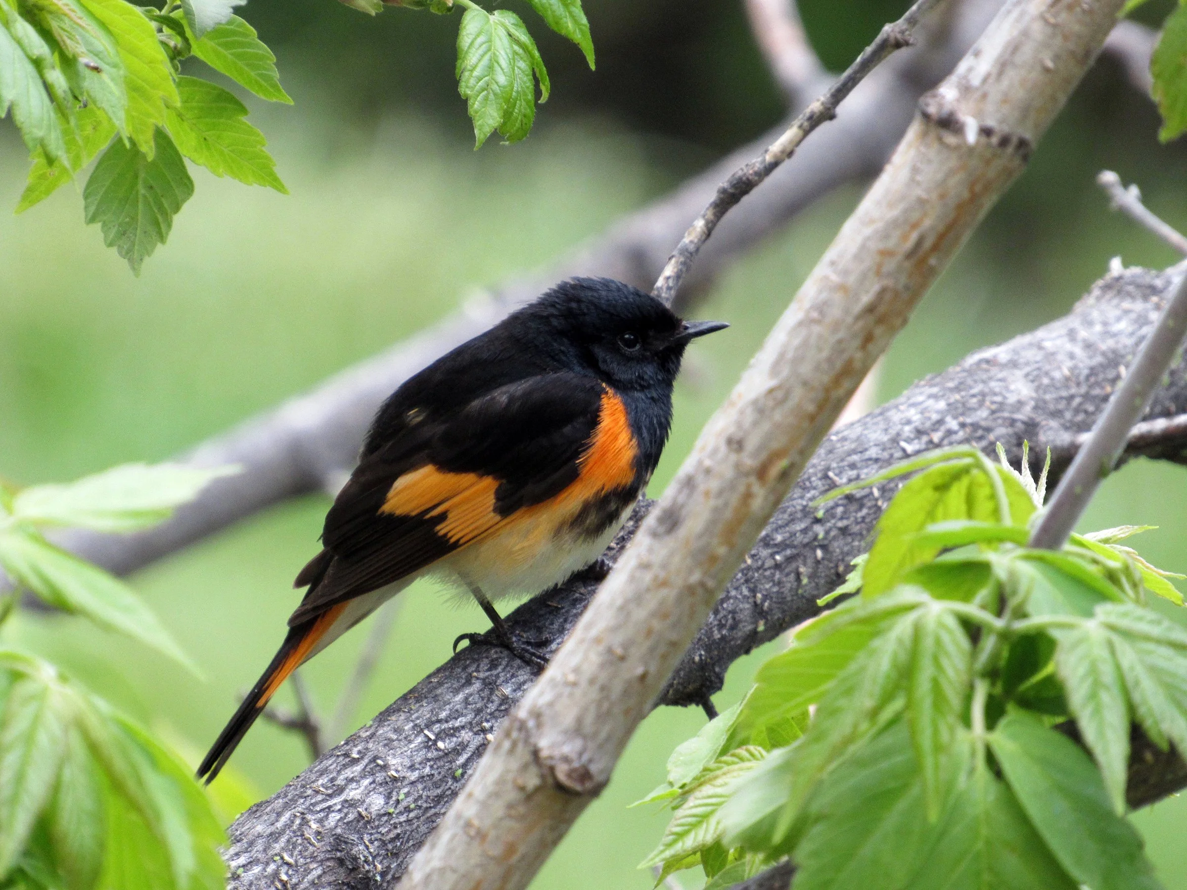 Birds &amp; Brew - September