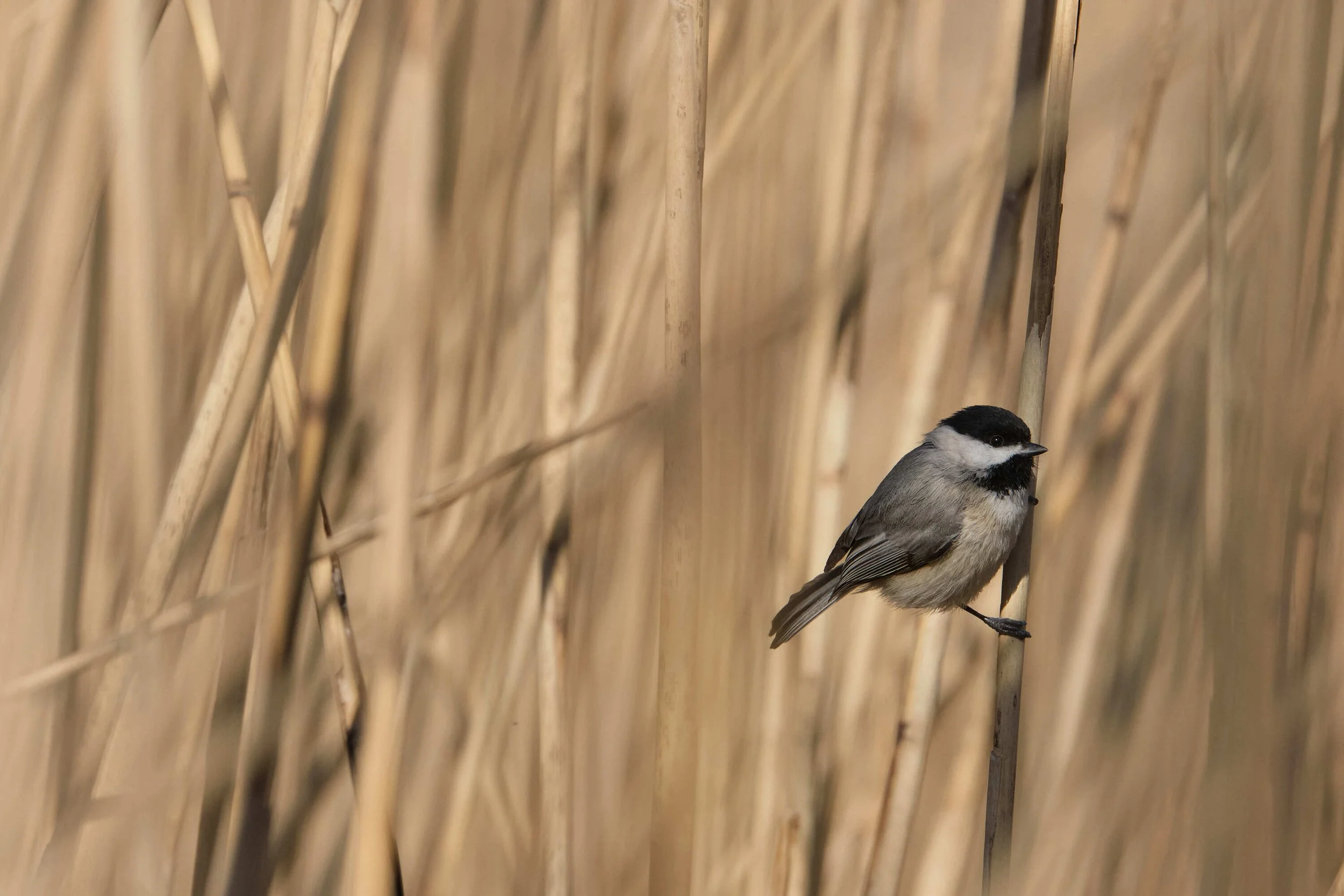Mindfulness Birding