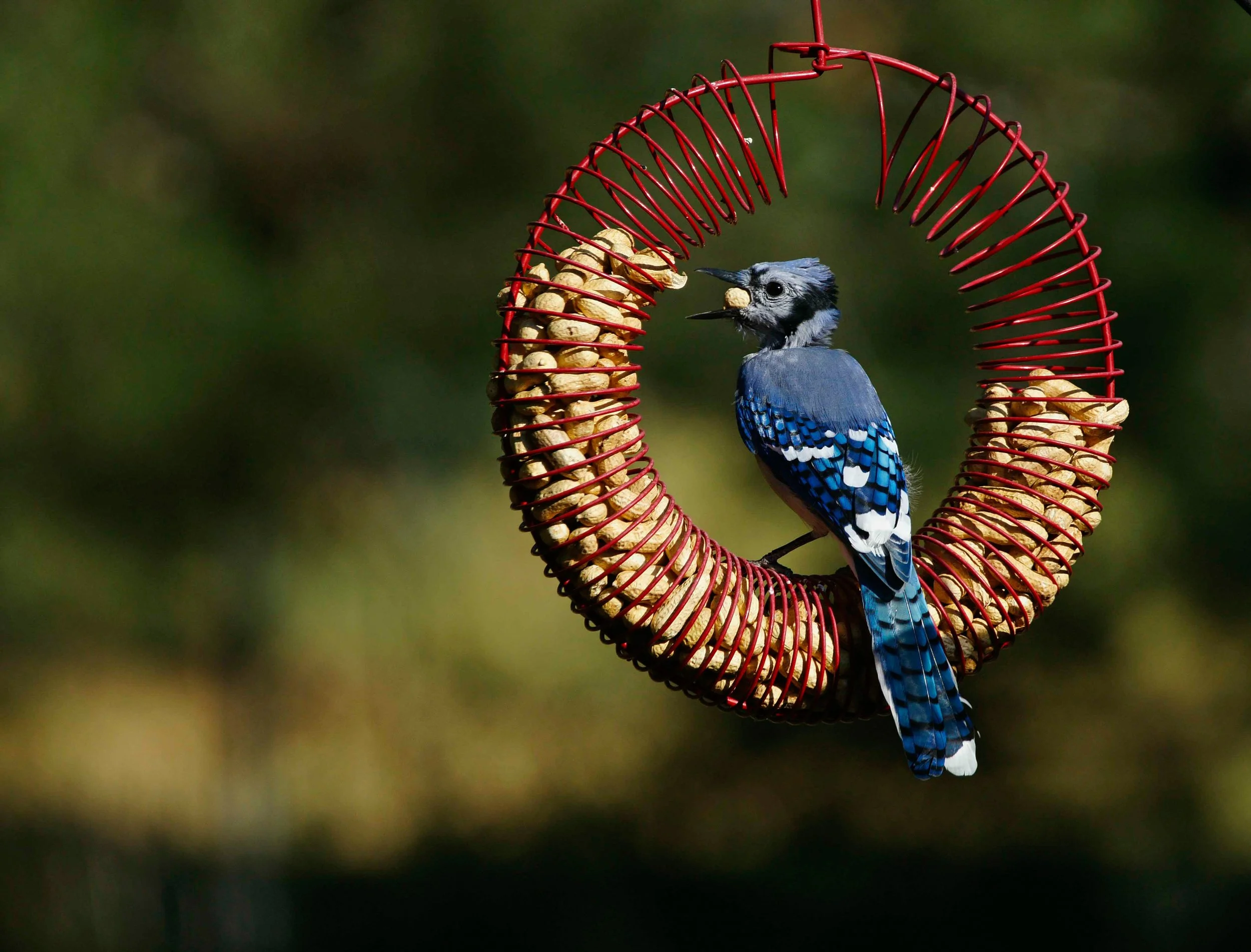 Guided Birdwatching for People with Mobility Challenges – In Celebration of National Birdability Week