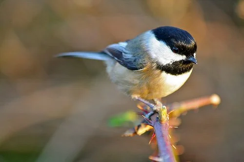 Mindfulness Birding