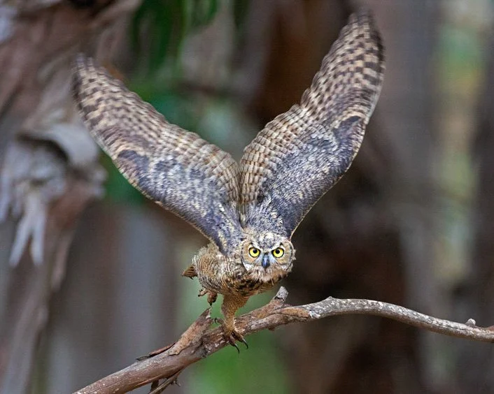 Owl-o-ween! at Richardson Nature Center