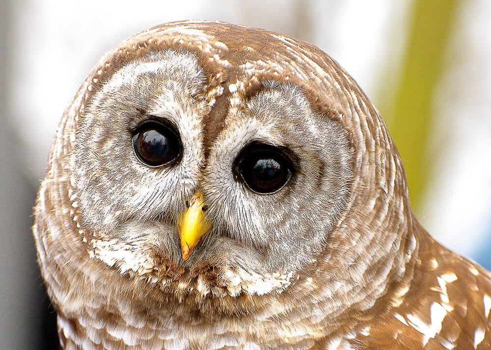 Owl-o-ween! at Westwood Hills Nature Center