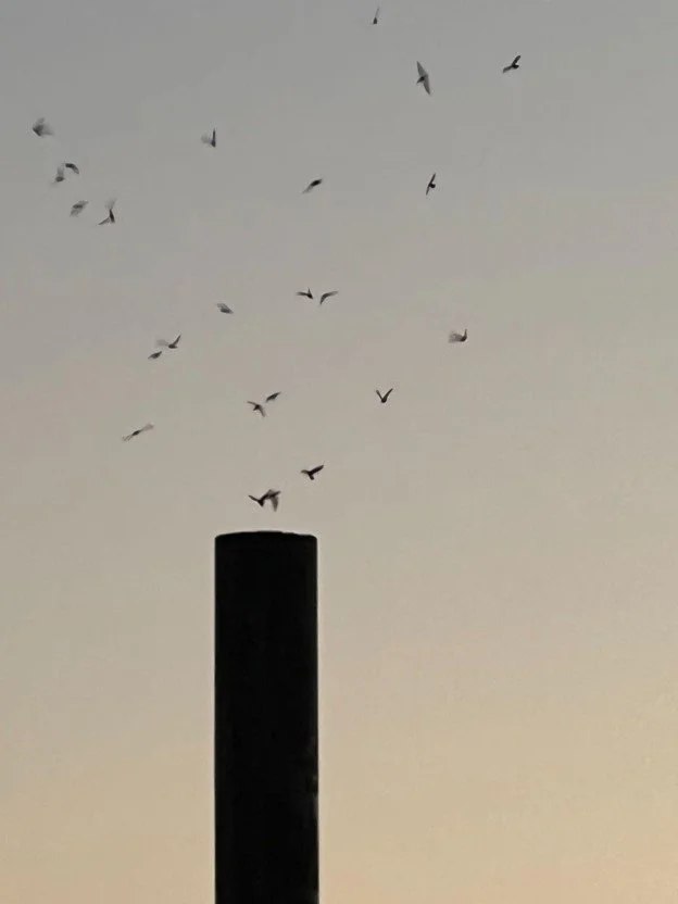 Community Swift Sit