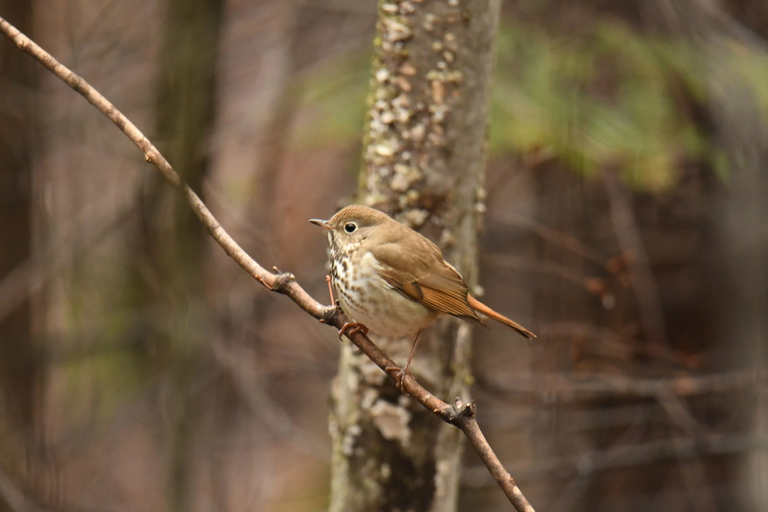Guided Birdwatching for People with Mobility Challenges