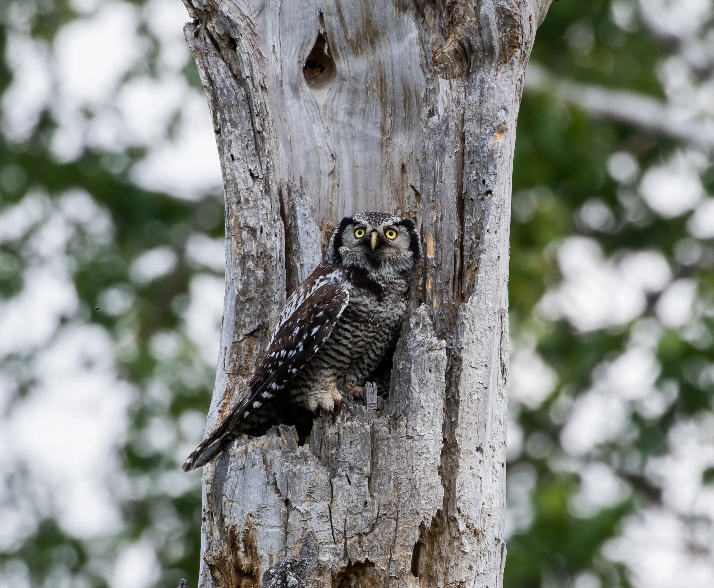 Northern Hawk Owl Movement & Habitat Use — Audubon Chapter Minneapolis