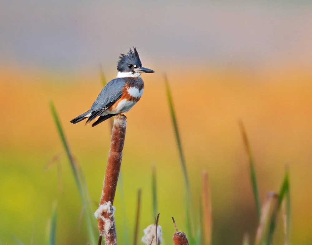 Birds & Brew - October
