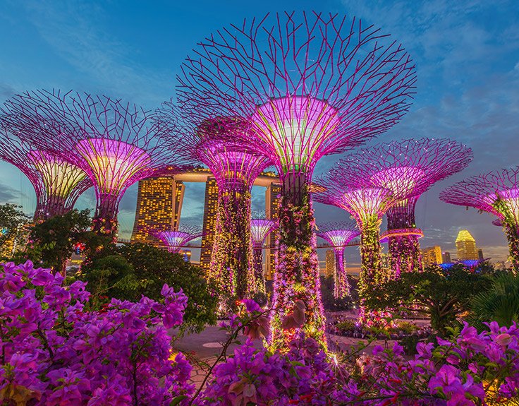 The Supertree Grove at Gardens by the Bay in Singapore illuminated with colorful lights during the nightly light show