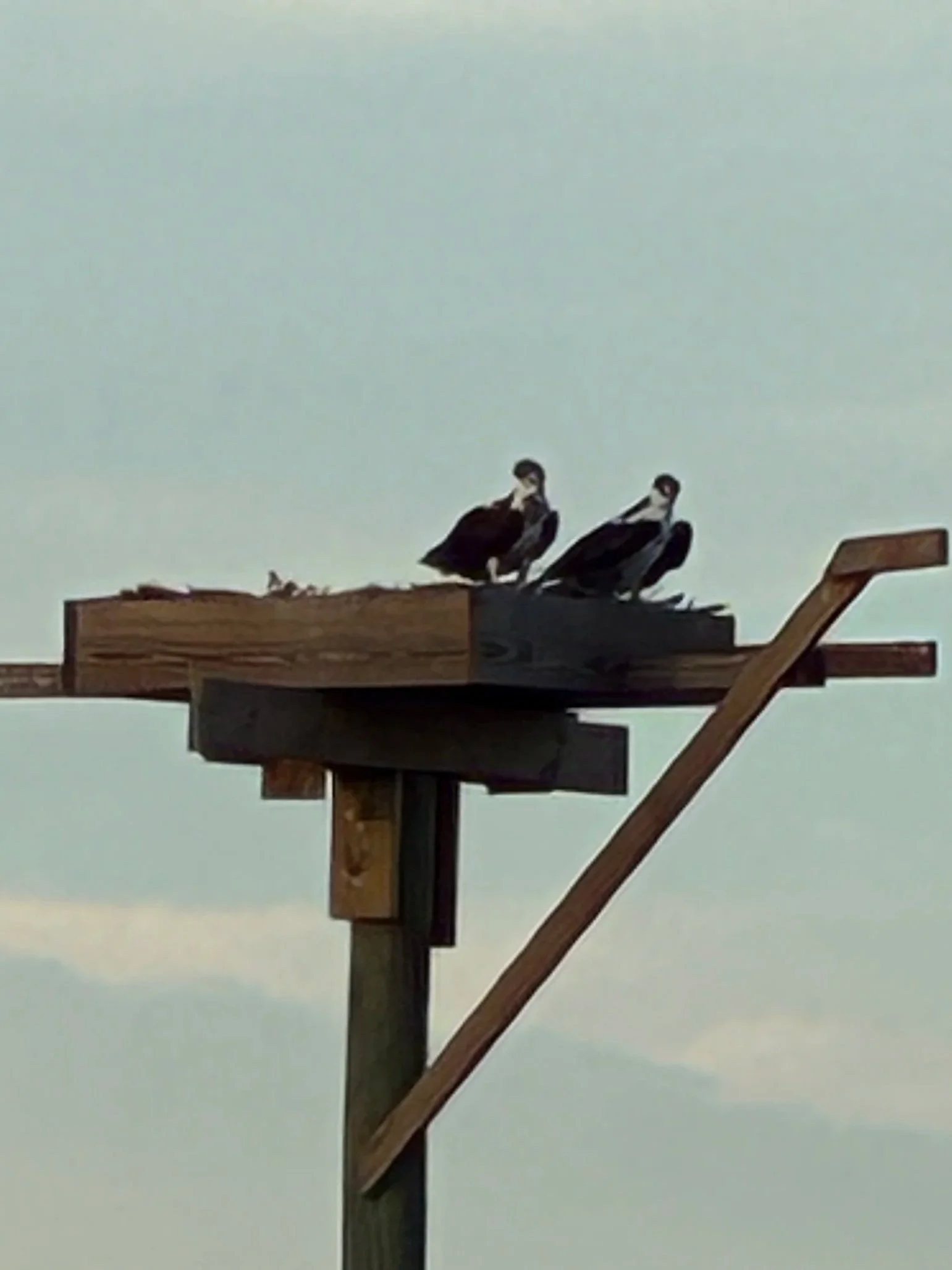 The Ospreys have returned!