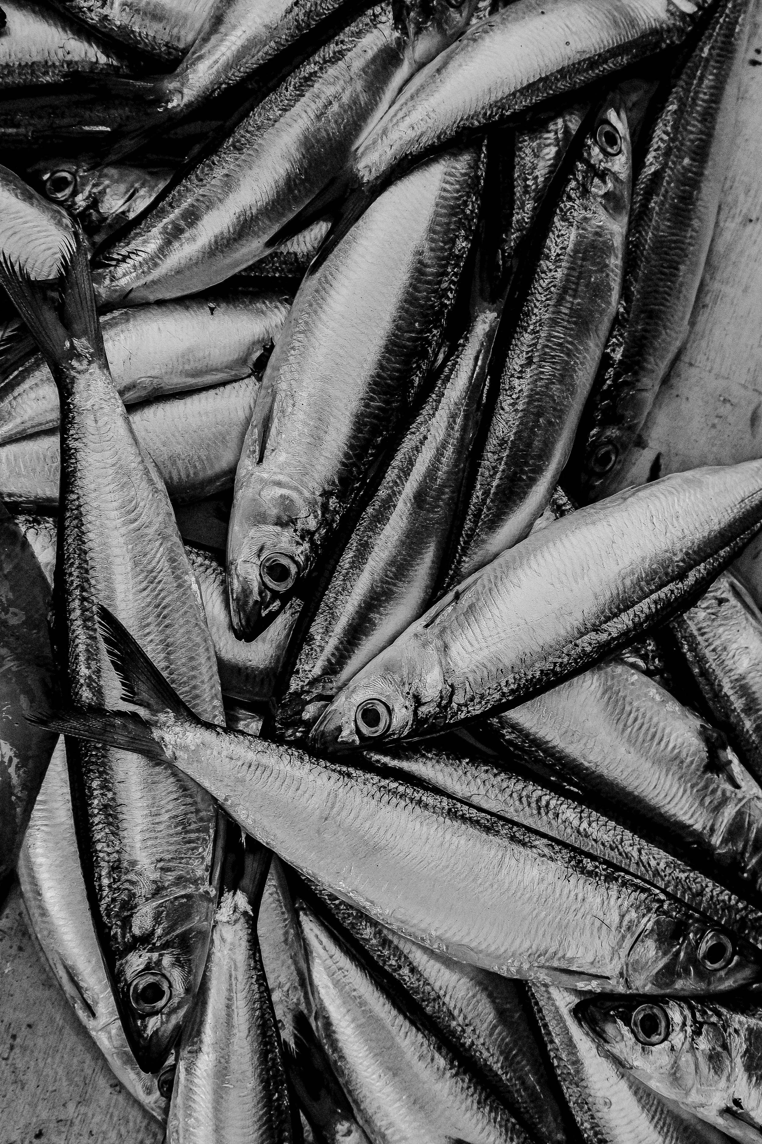 Sardine Grey