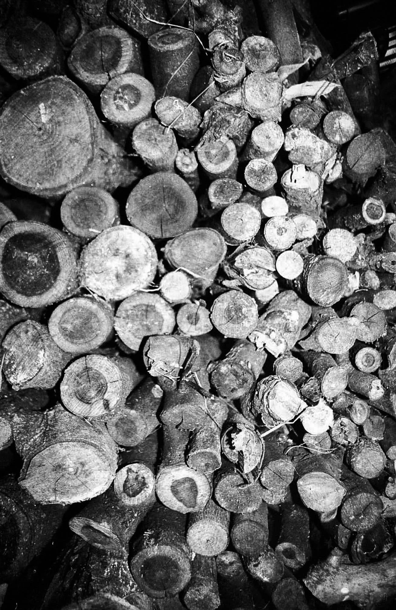 Sqweb_rootsselection540_ .JPG