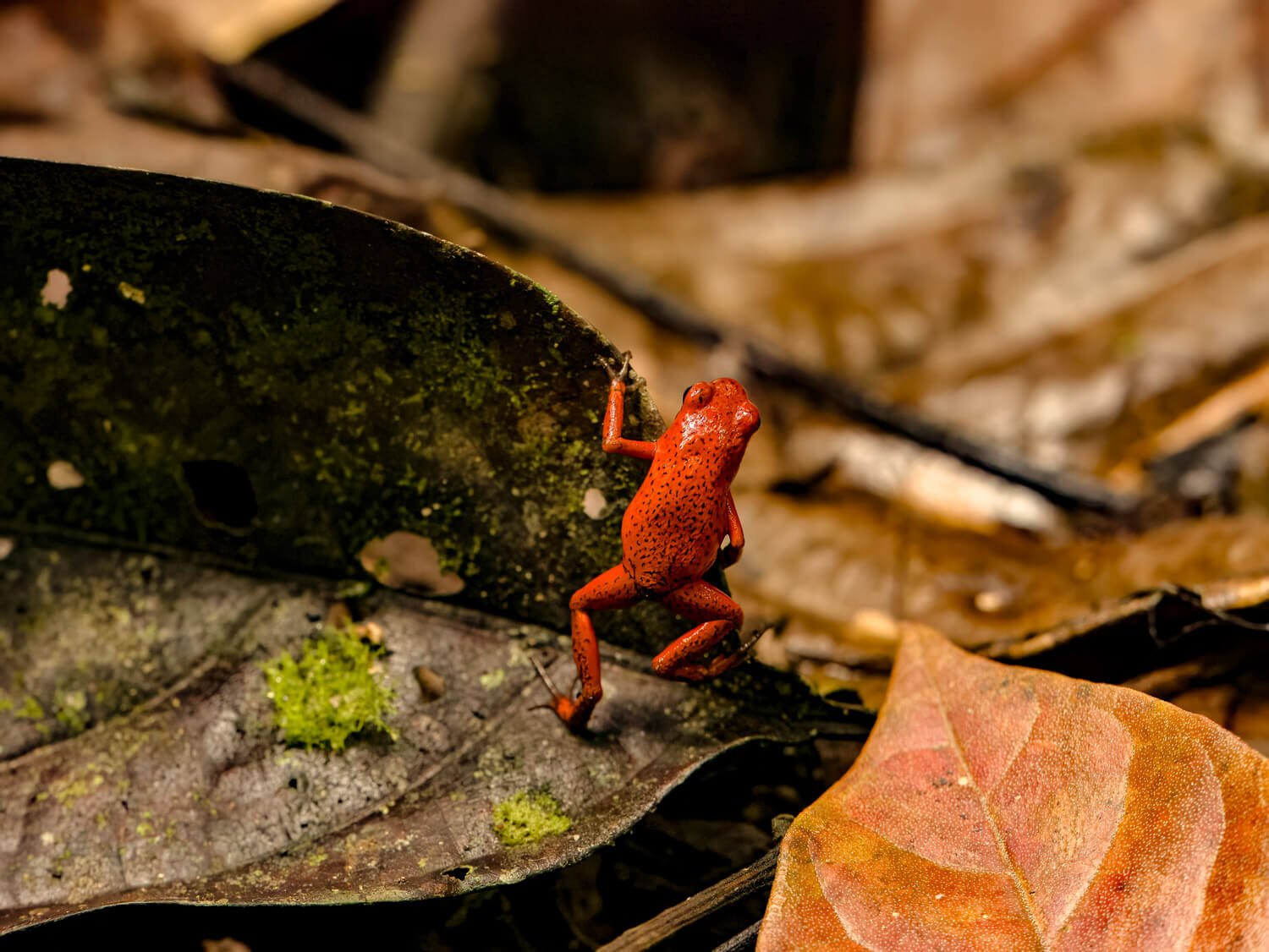 Learn more about the Strawberry Poison Dart Frog
