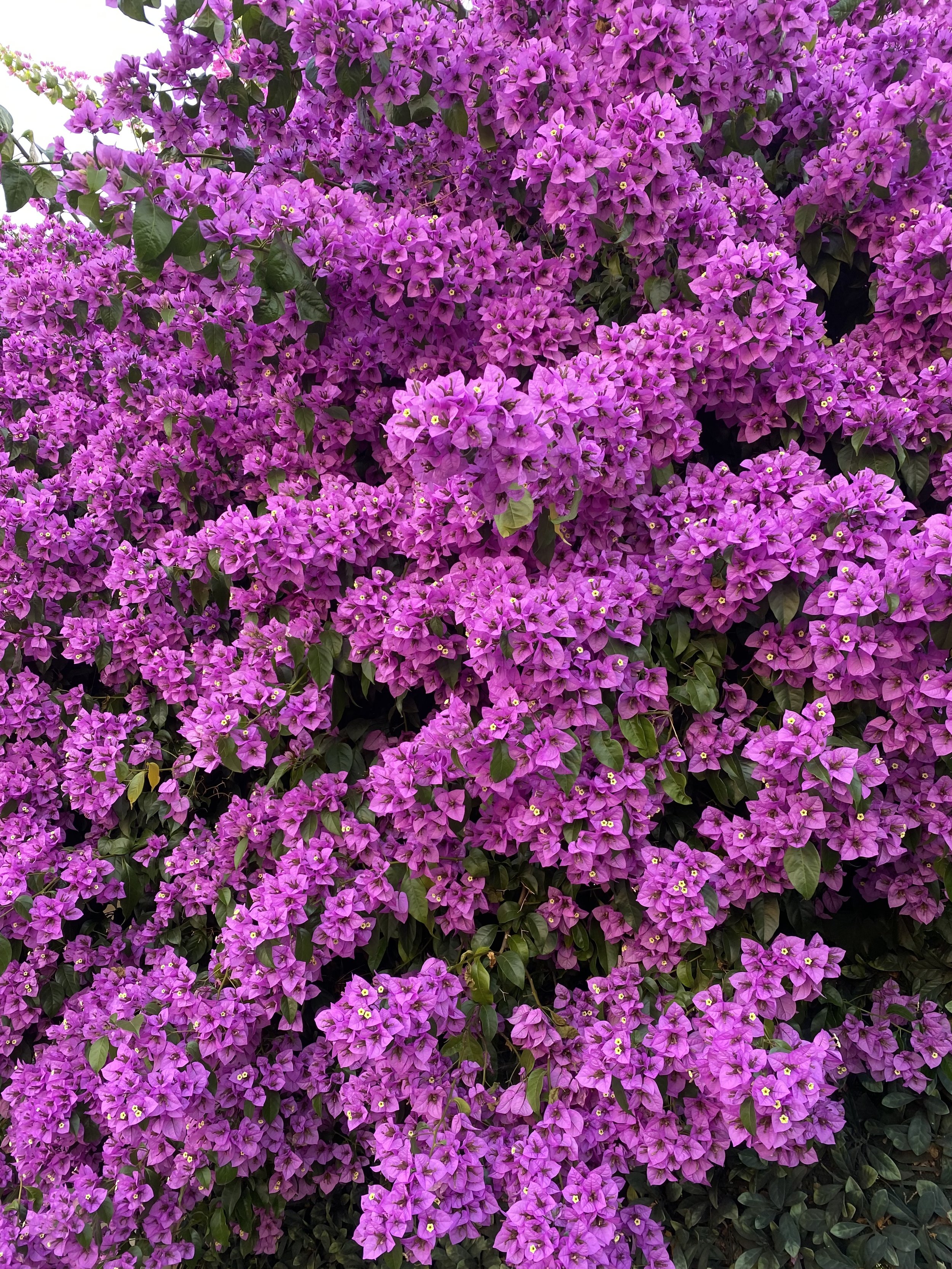 IMG_7673.jpeg