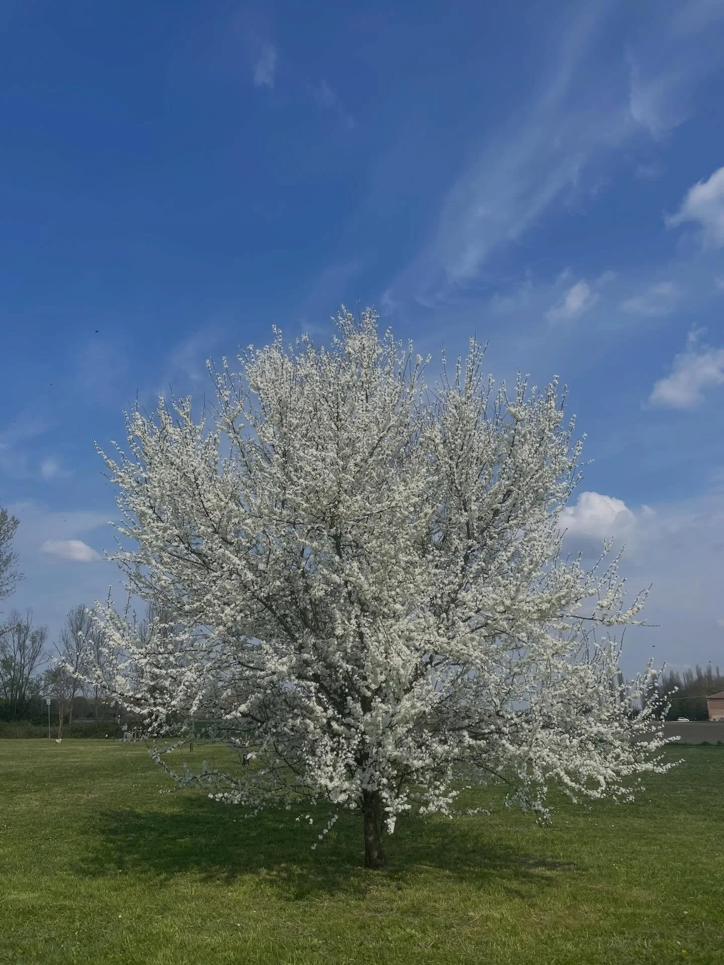 22 Marzo 2026:

- passeggiata mattutina in natura prima del concerto di questa sera✅
-andare a votare ✅
-scaletta concerto ✅

Ci vediamo oggi alle ore 21:00 al @jazzclubferrara .
Ingresso 5&euro;, senza tessera. 
Non potete mancare! 

#bolognaforpale
