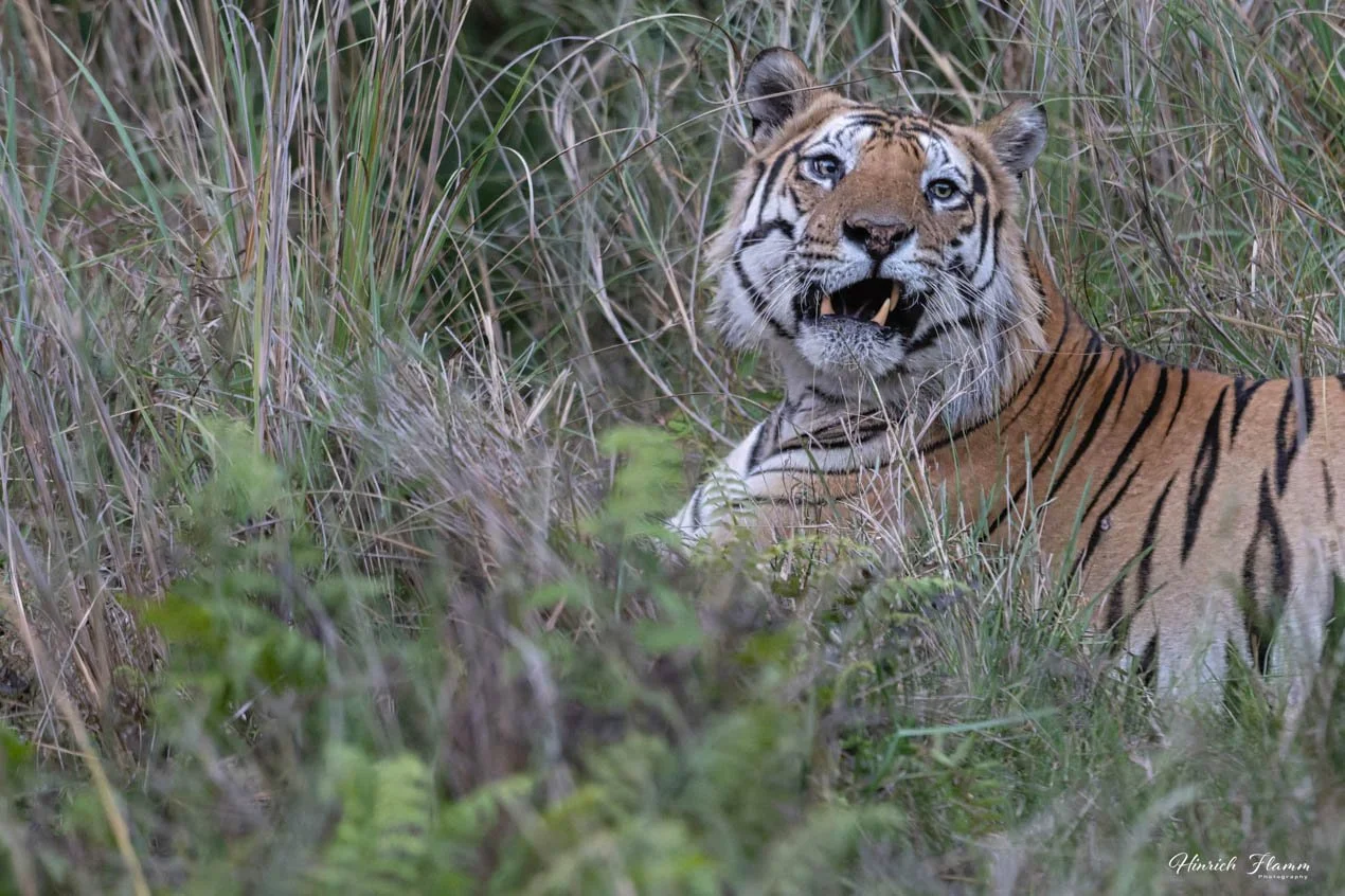 India - Bandhavgarh