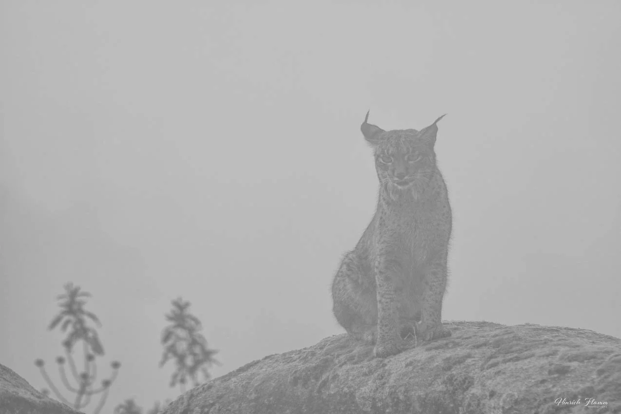 _DSC0315 xx copy.jpg