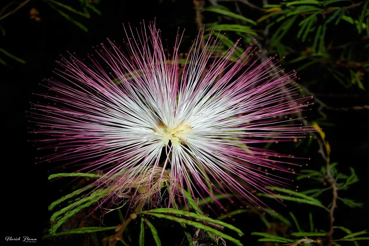 DSC03900 copy 3.jpg