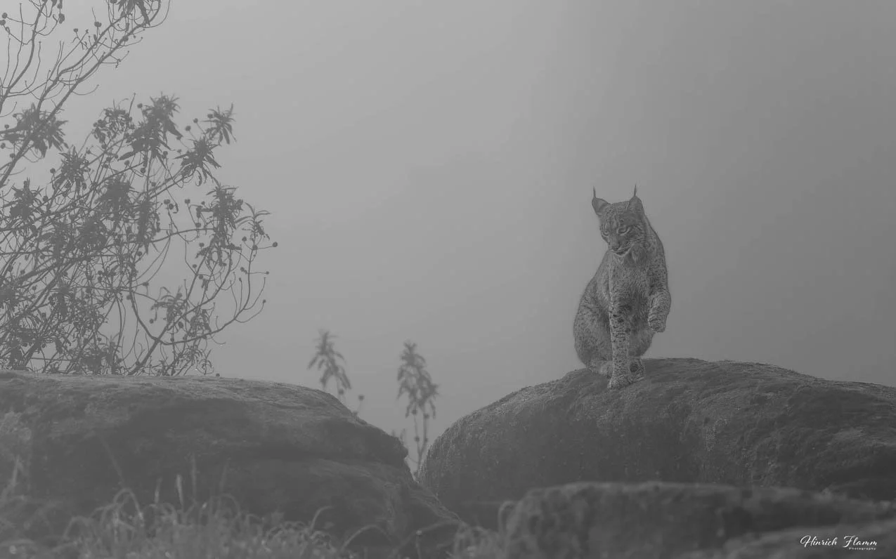 _2ZH0315 XX copy 4.jpg