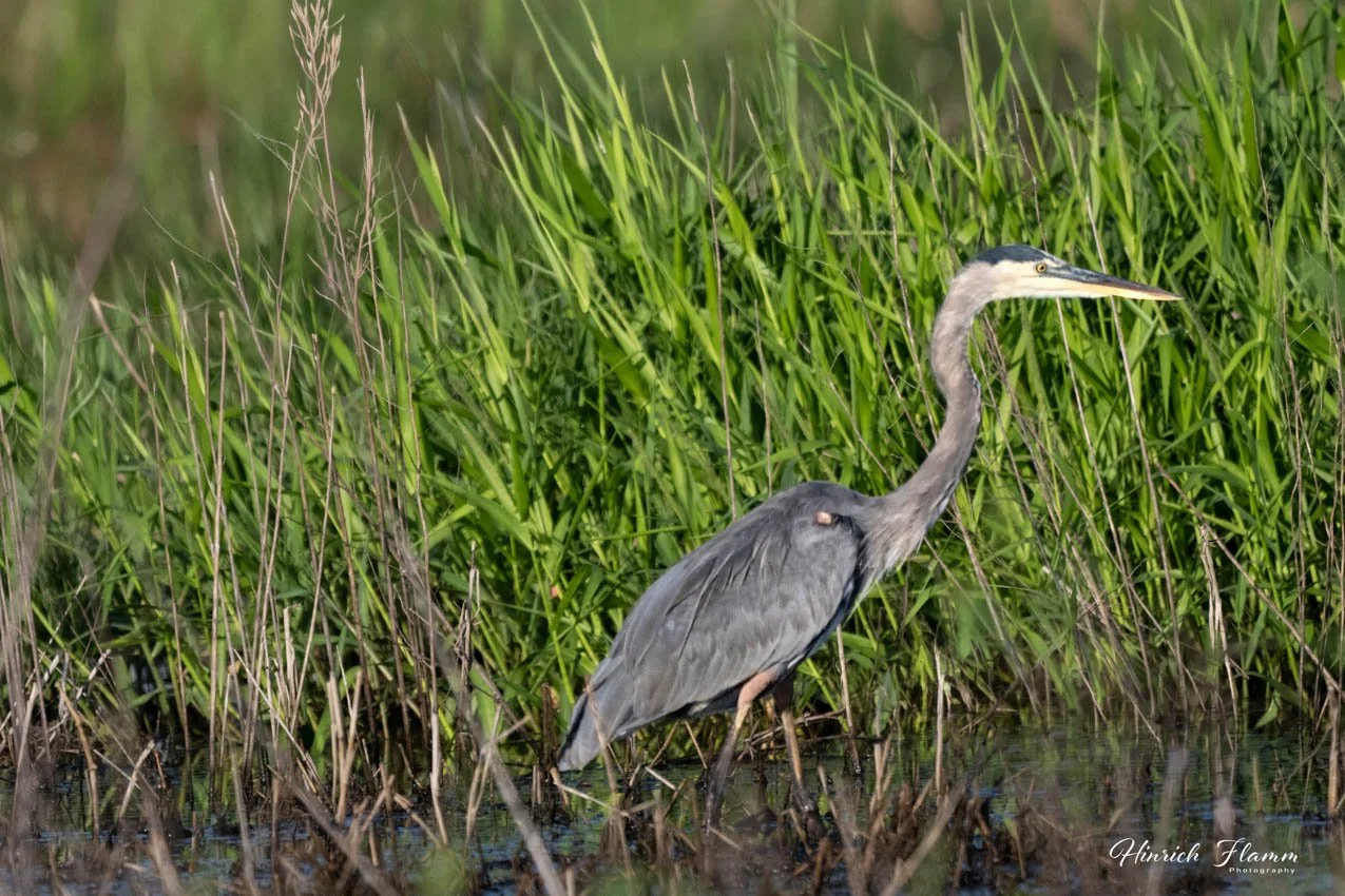 _DSC4554 copy 4.jpg
