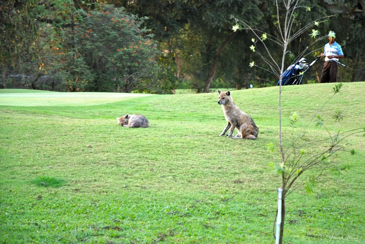 DSC_0050 copy.jpg