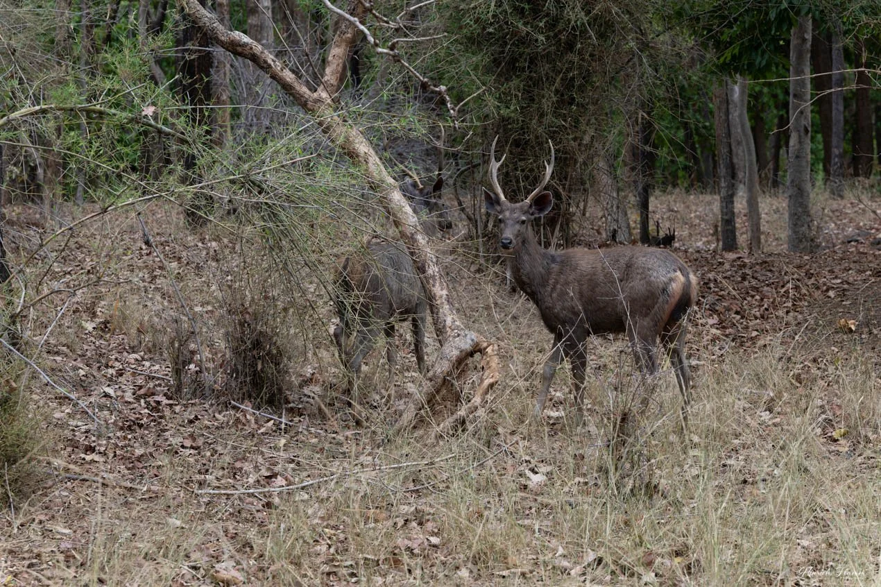 India - Kanha