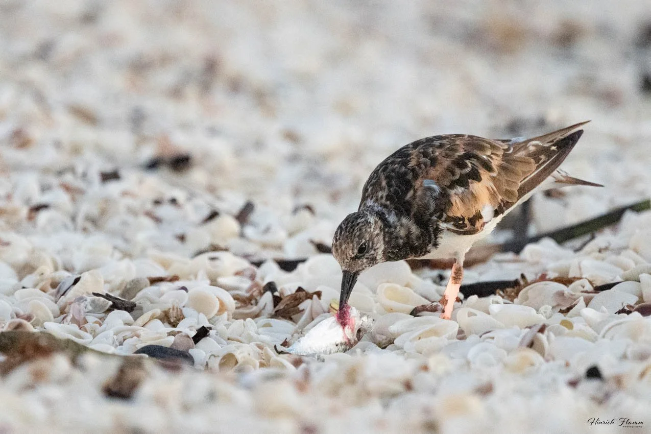 _2ZH2084 copy 3.jpg
