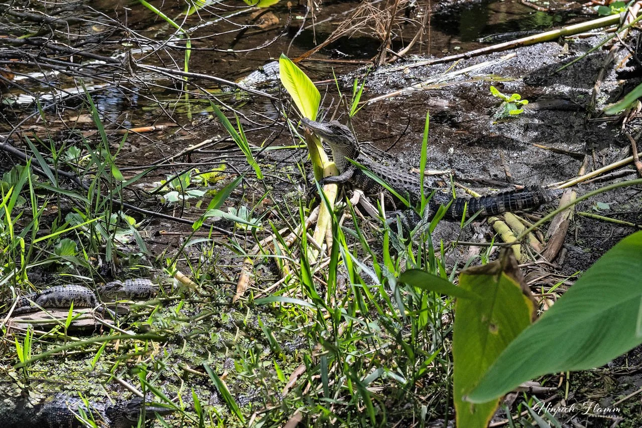 _2ZH0231 copy 2.jpg