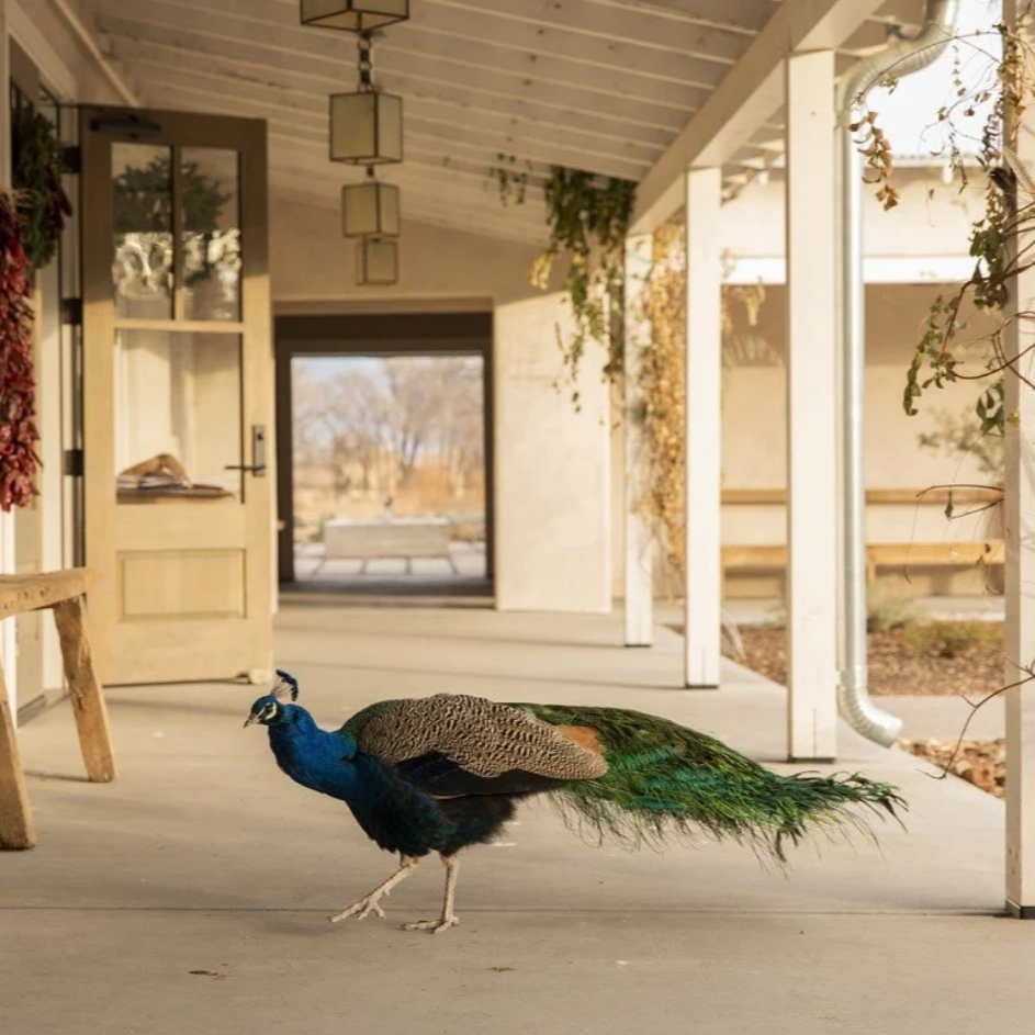 New Mexico Reading Retreat