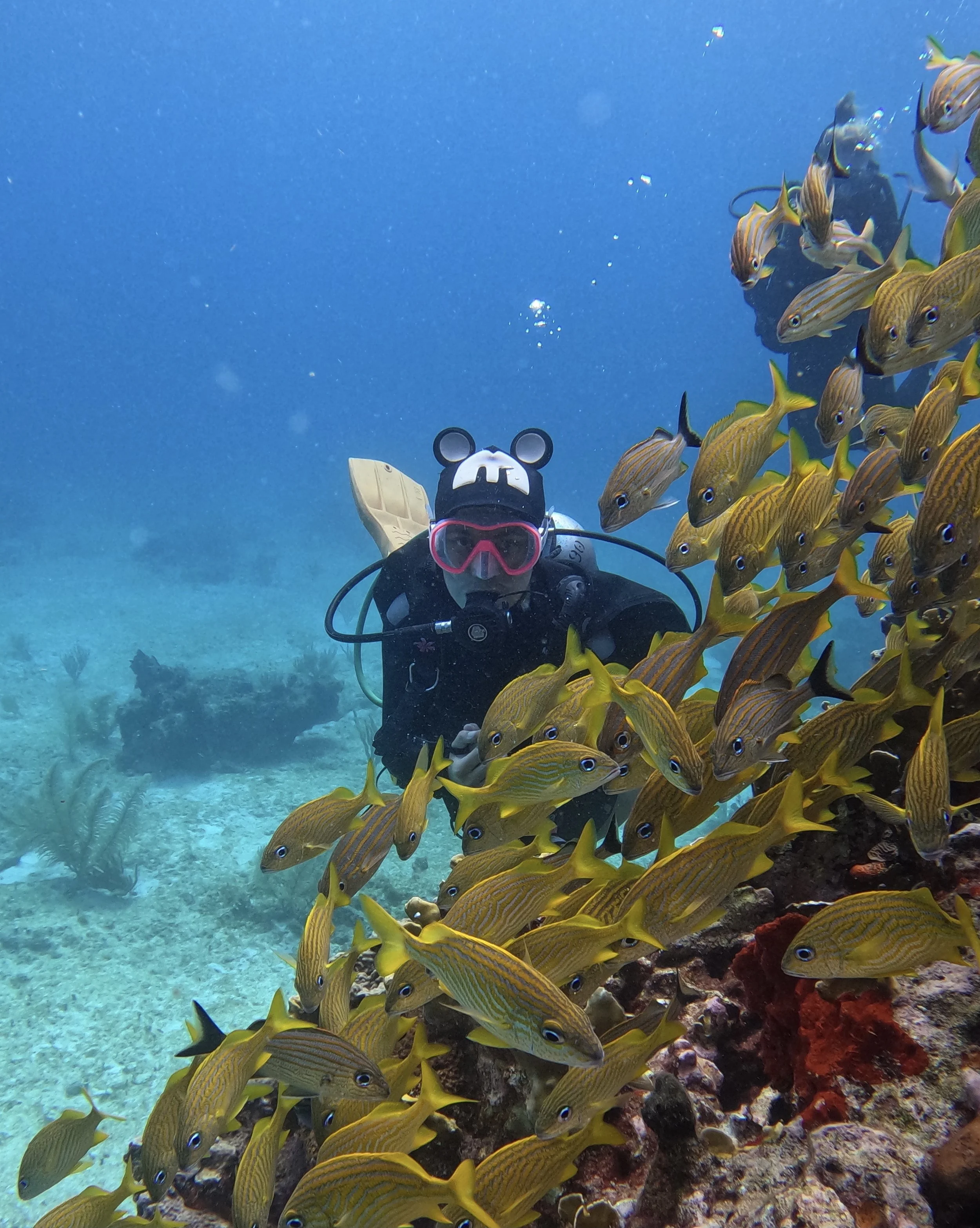 Continuig education — SeaStarScuba