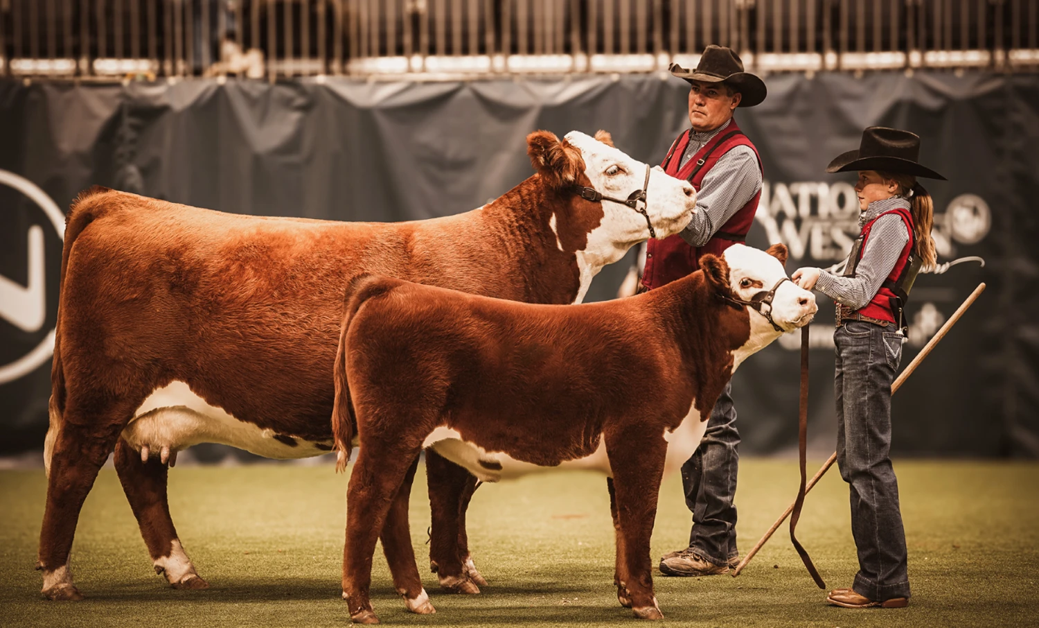 web-ready_showing-herefords_ABP-05.webp