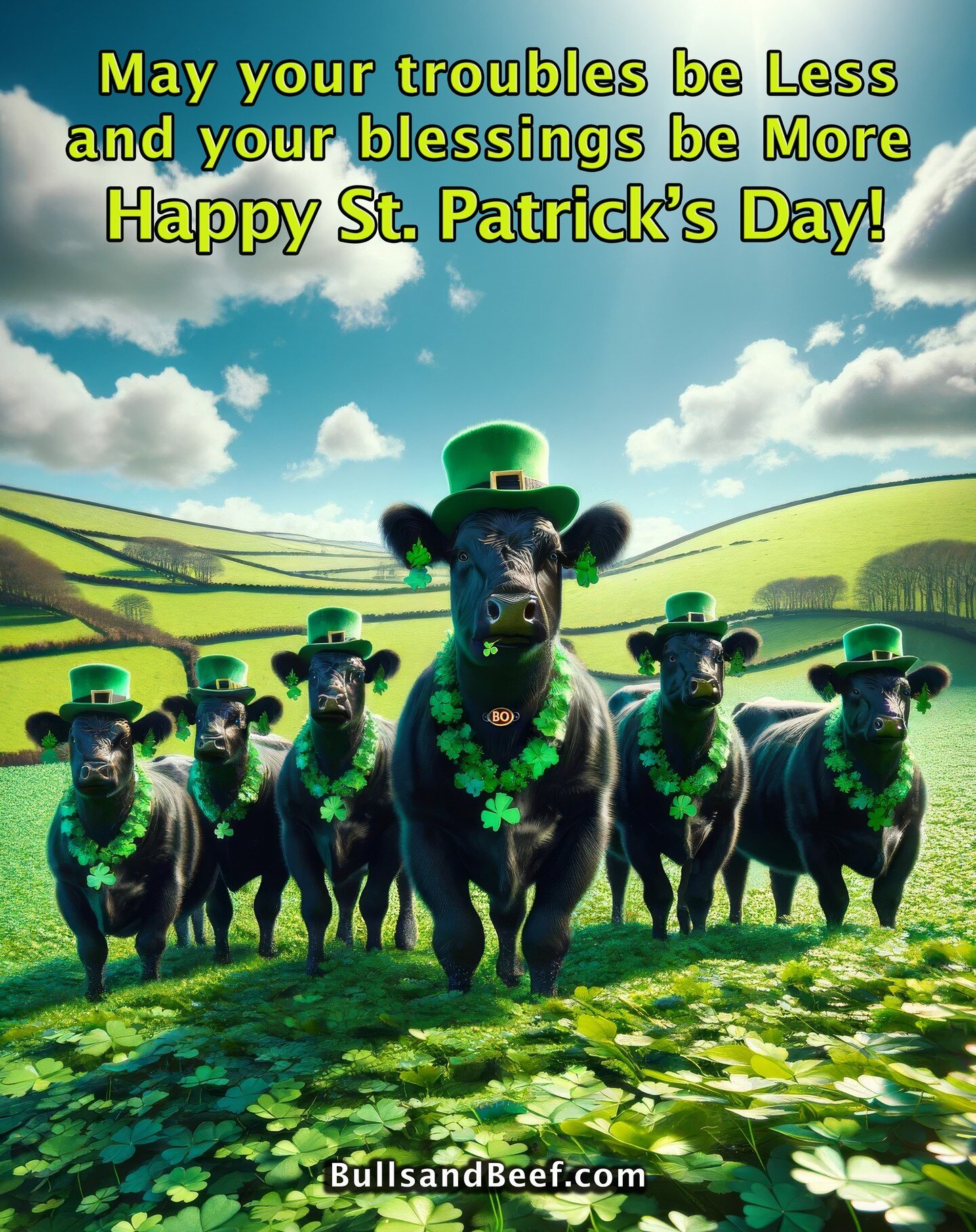#angus #stpatricksday #cattle #cows #cowseverywhere #bulls #greenisthenewblack #cowlove