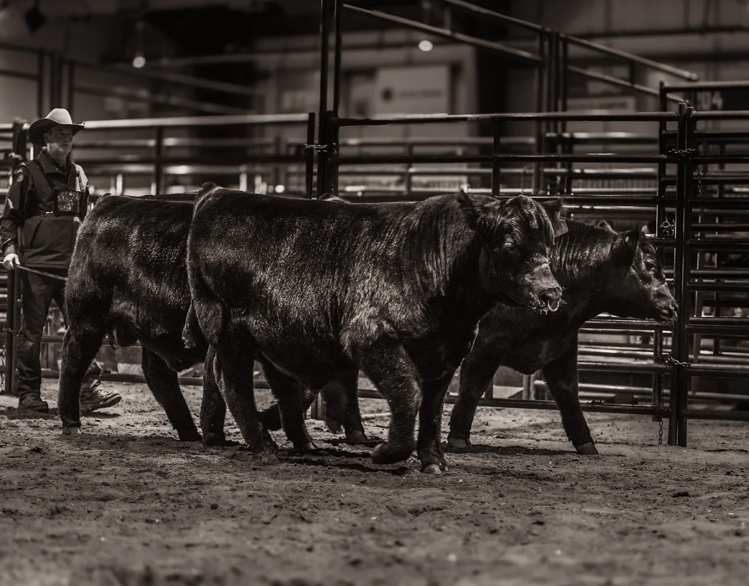 web-ready_showing-cows_ABP-06.webp