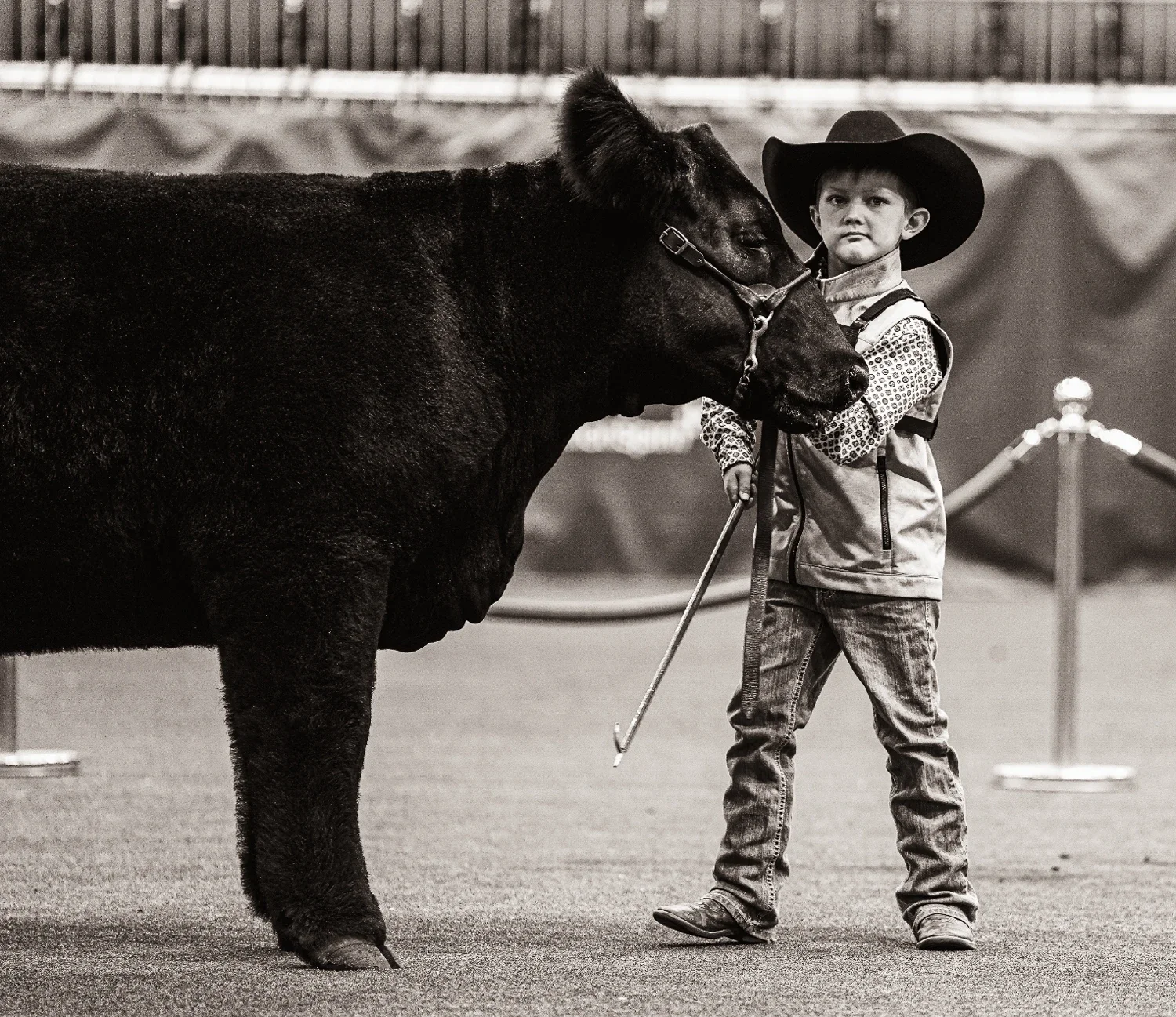 web-ready_kid-showing-cow_ABP-06.webp