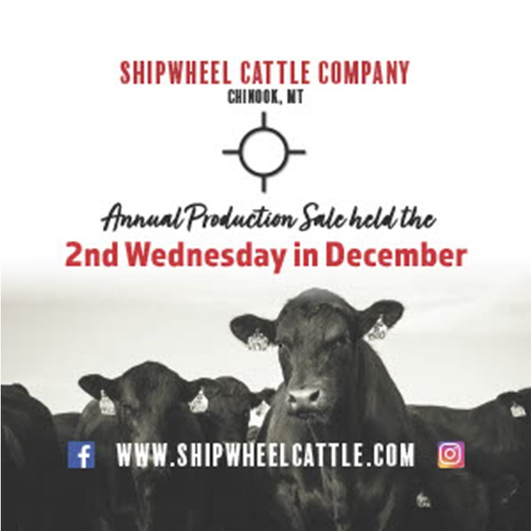 Shipwheel Cattle Company 