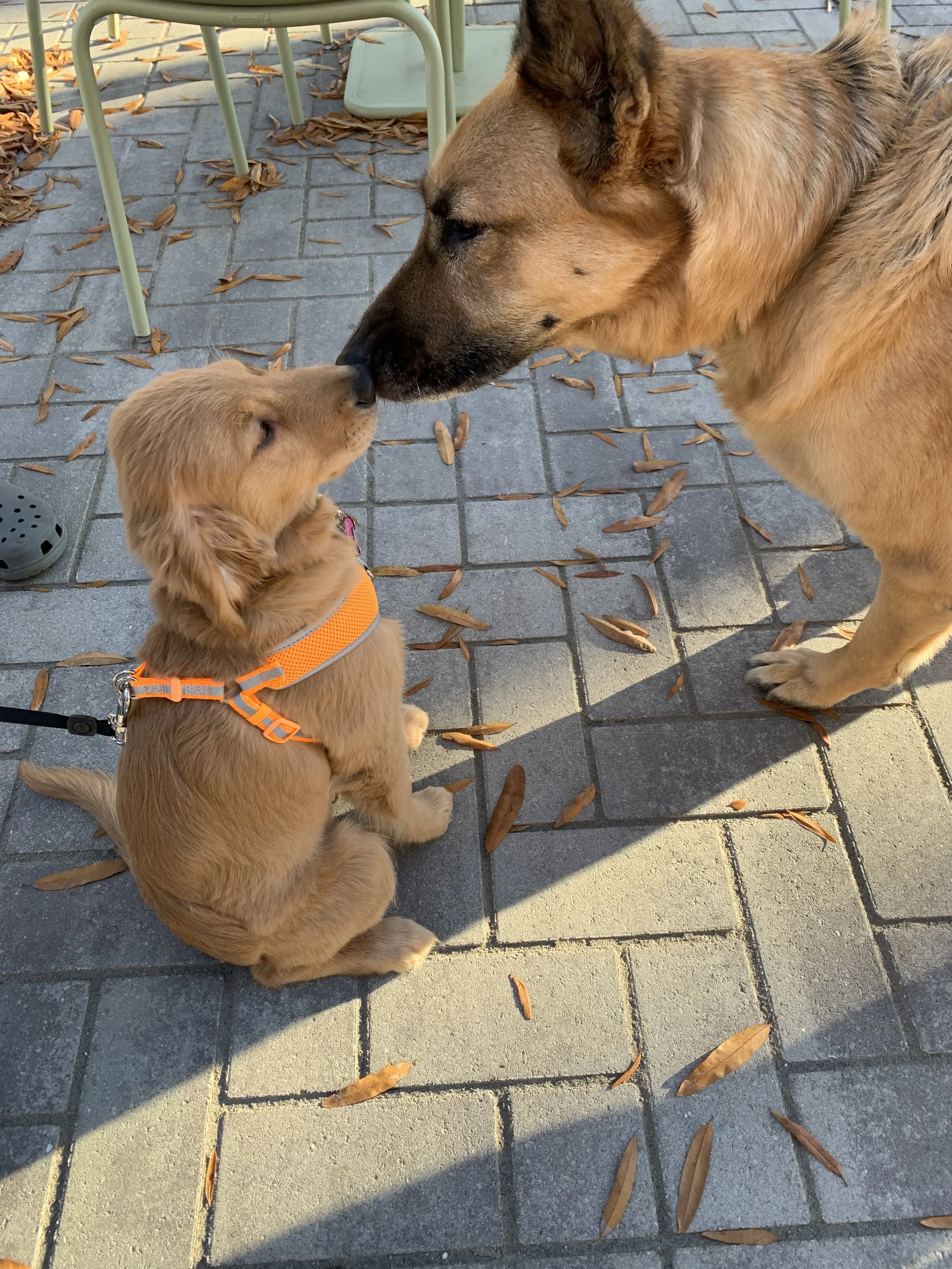 spca 3 (1).jpeg