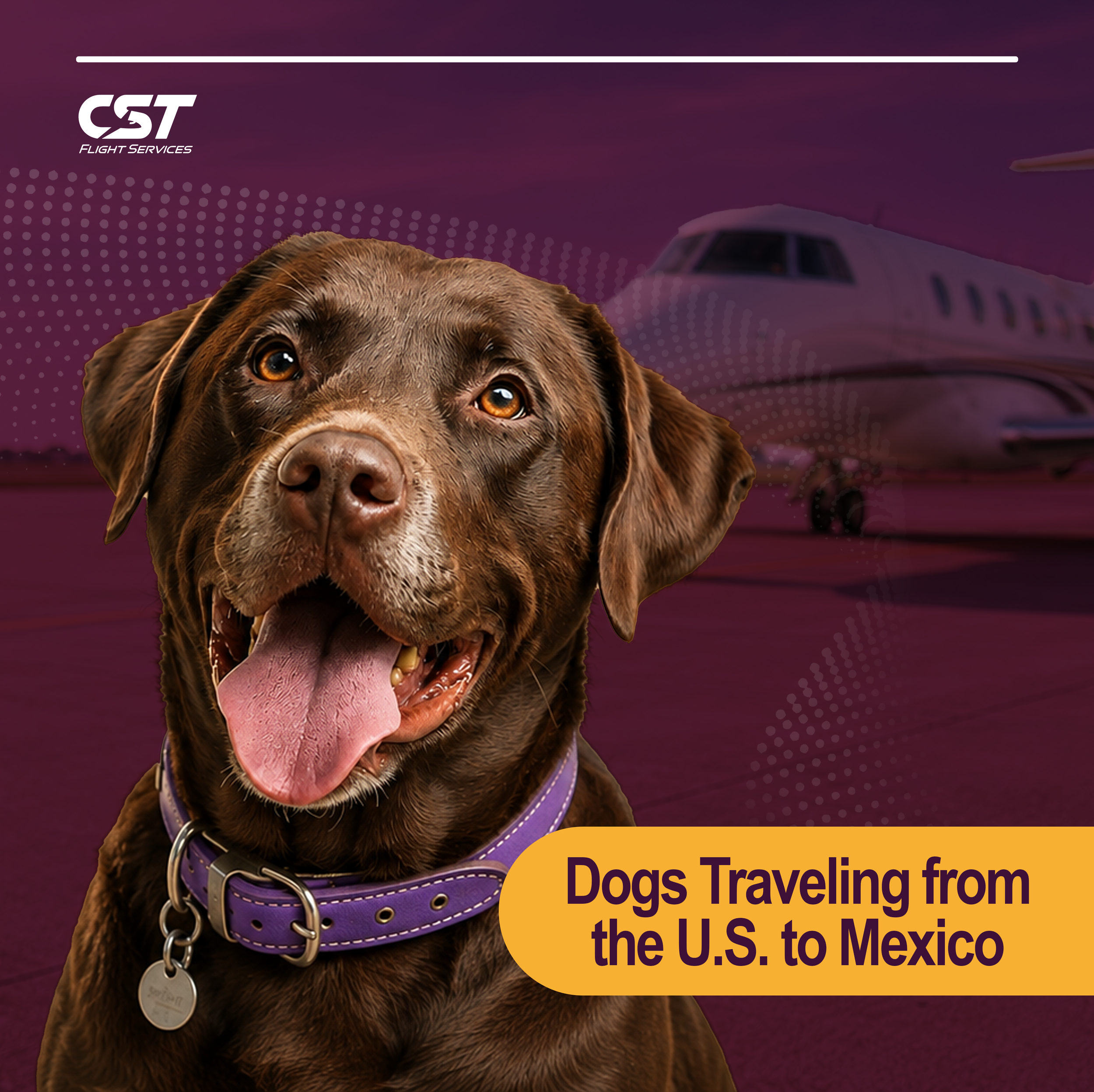 Flying With a Dog to Mexico? New NWS Requirements Effective August 3, 2026