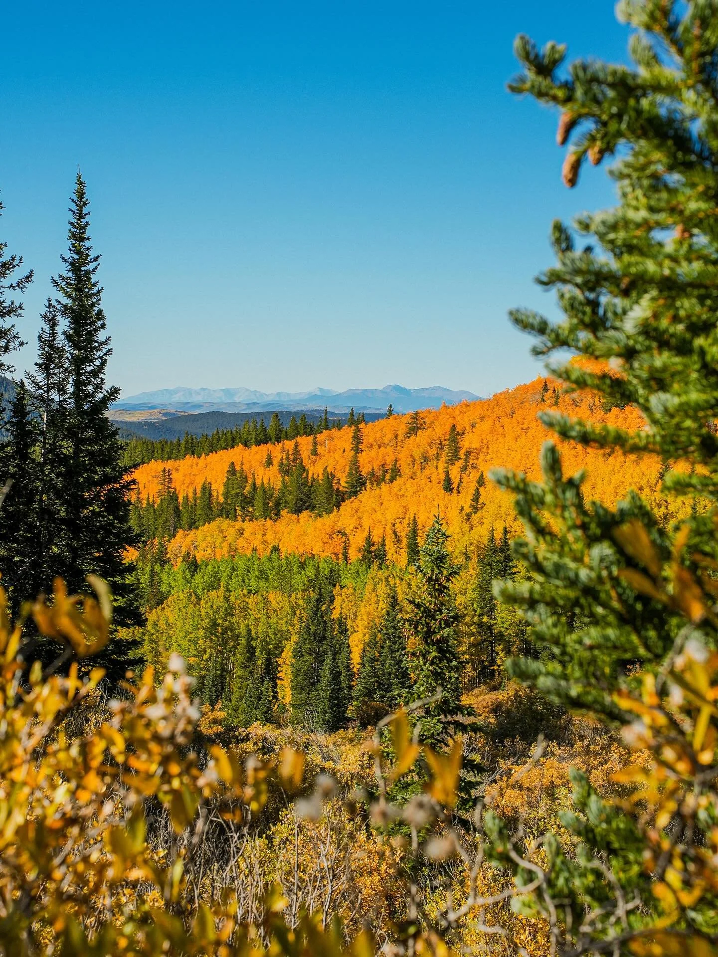 I love fall. I love the smells of cinnamon and nutmeg, the sound of a crackling fire, the baking of all things pumpkin, and, most particularly, the changing color of the trees. But I also love the way God speaks to us through nature, and to me it see