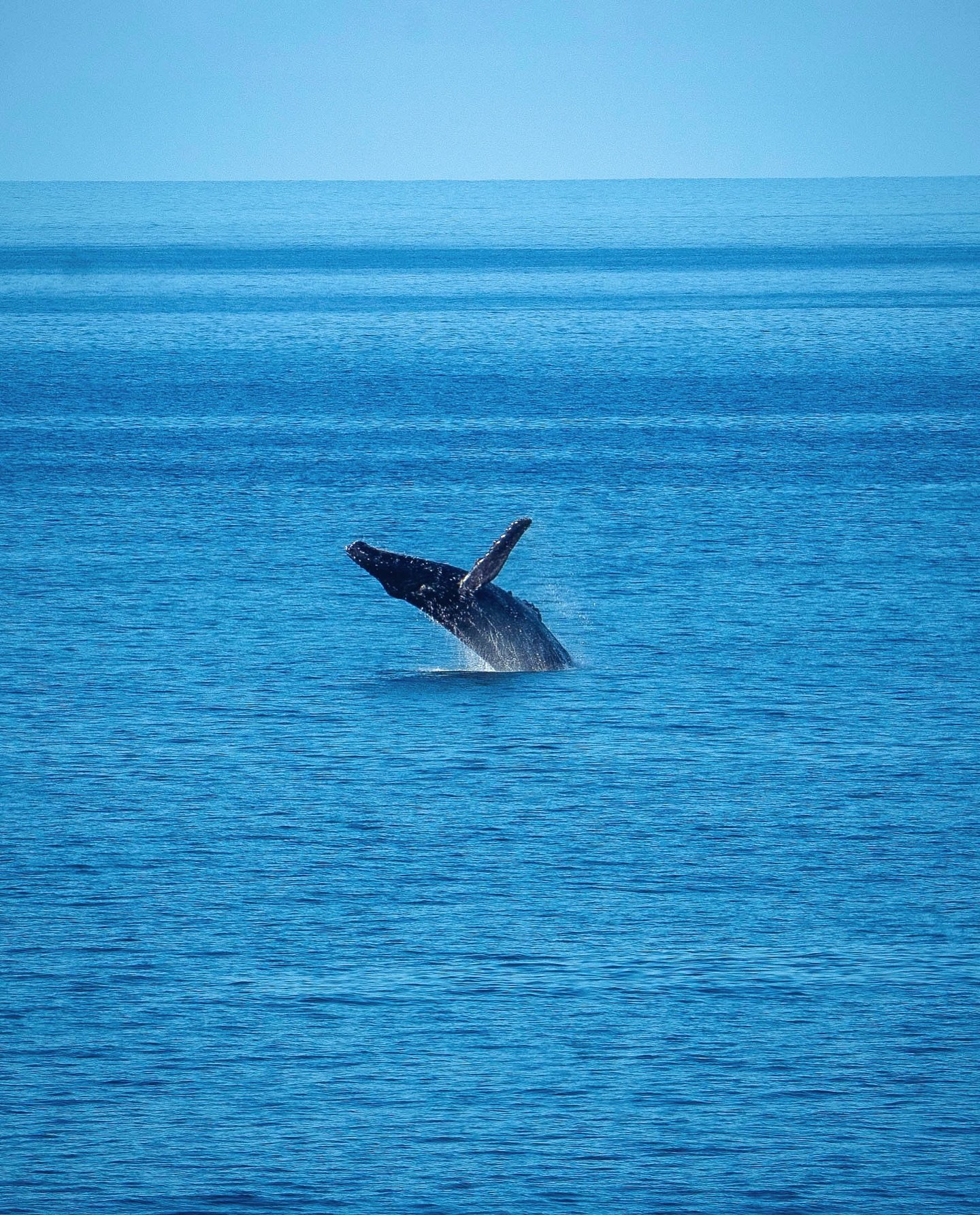 What a joy to be in Hawaii at the same time as these magnificent creatures 🐋
.
.
.
.
#hawaii #whalewatching #hawaiiphotography #hawaiiadventure #sonyalpha #travelphotography