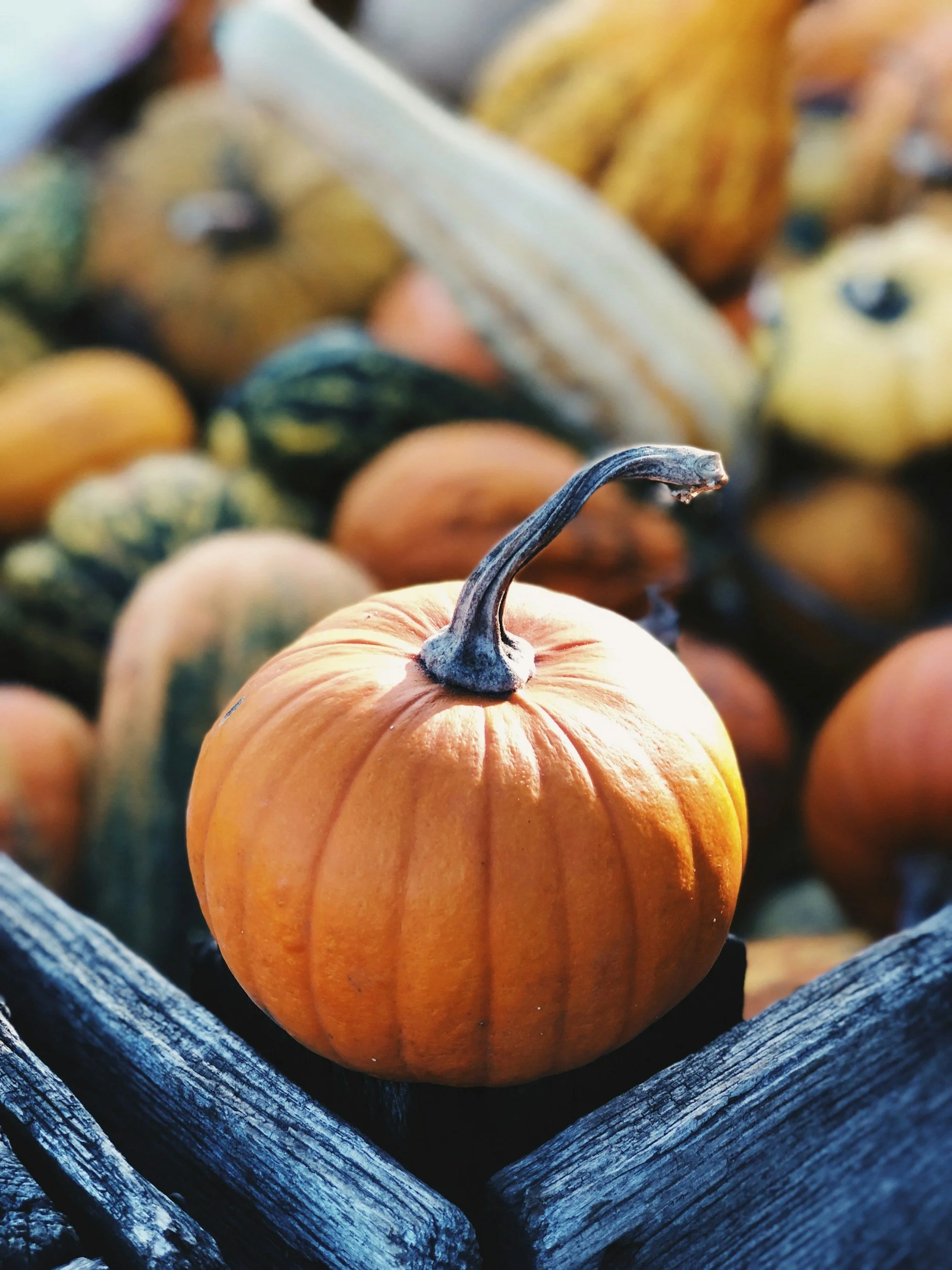 Pumpkin