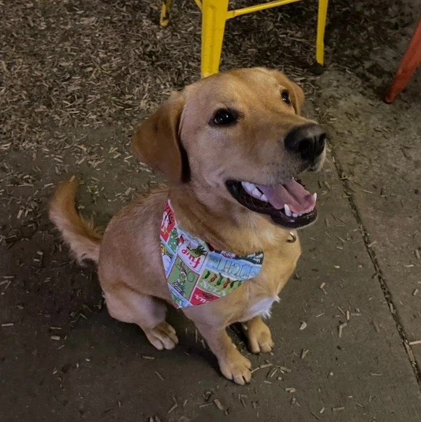 All I want for Christmas is Treats