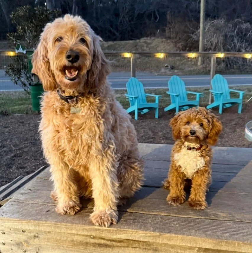 Southern Charm Just Filmed at a Dog Park Bar. Here's What That Means for the Industry.
