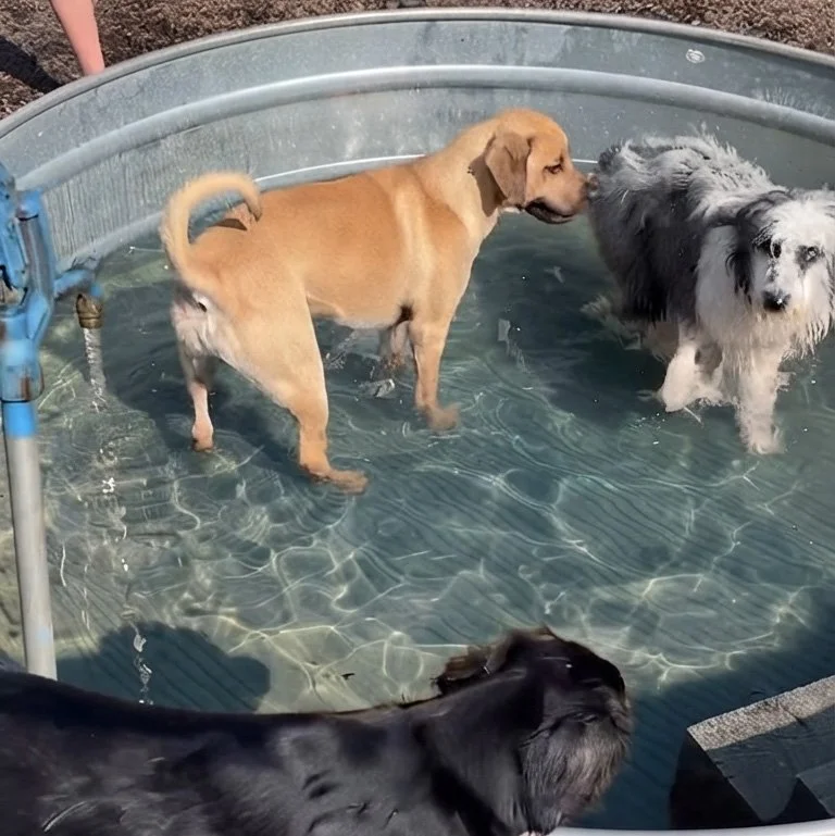 How to Spend Summer With Your Dog. 25 Activities Beyond the Daily Walk