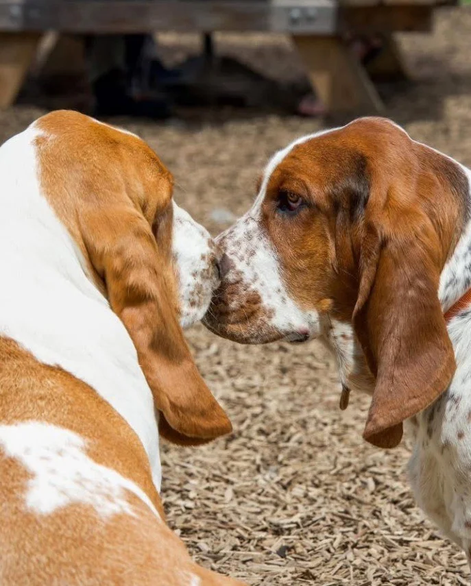 Nose Boops and Tail Wags: What Dog Greetings Mean at an Off-Leash Dog Bar