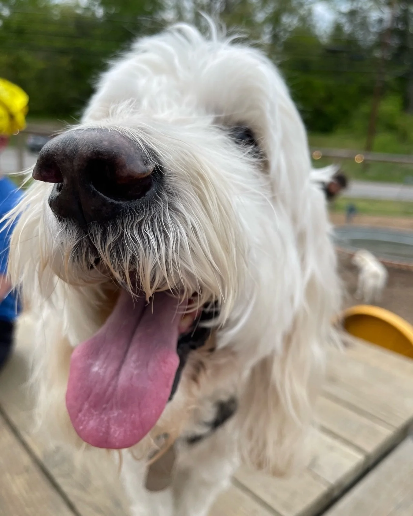 Happy Dogs Live Longer, and Happy Dogs Visit Wagbar