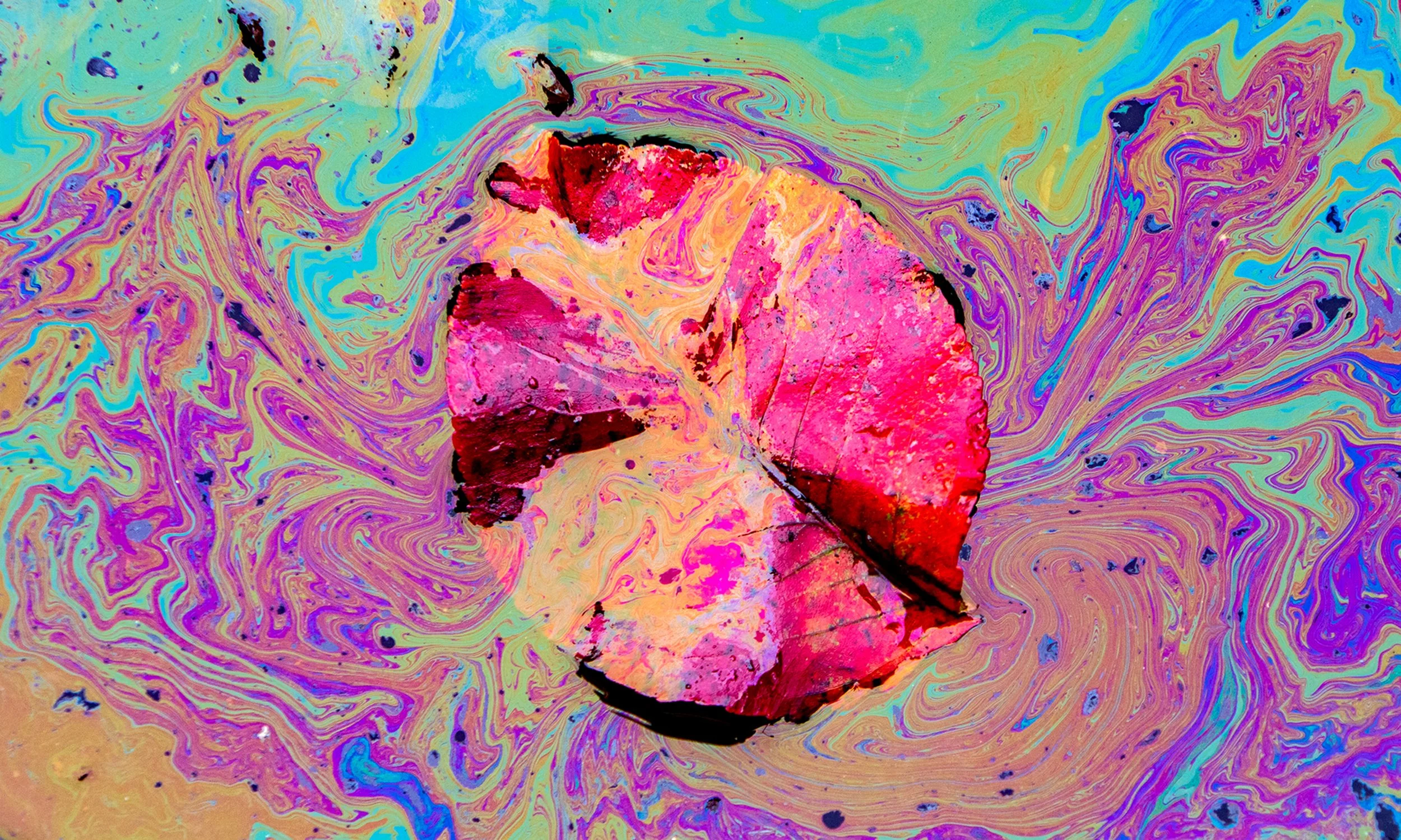 A fallen red leaf floats in an oily puddle creating a rainbow like mosaic of vibrant colors on a rainy fall day Nov. 11, 2023, in downtown Lewiston, Idaho. 