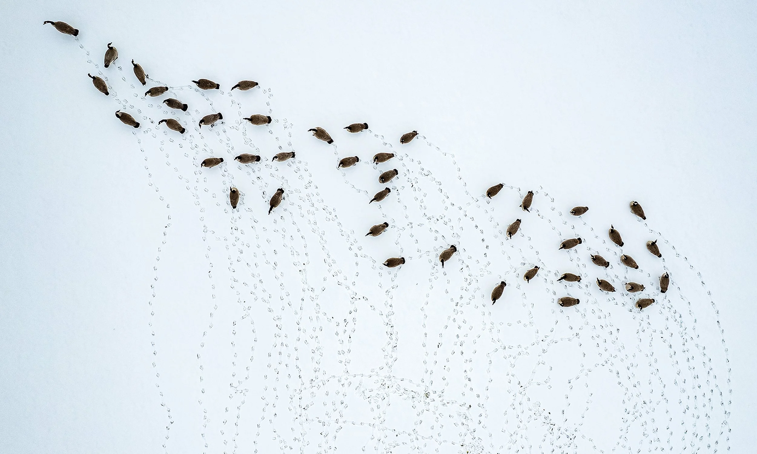 A gaggle of Canadian geese create fresh tracks as they walk across the virgin snow covering Harris Field on Dec. 20, 2022, in Lewiston, Idaho. A Canada goose, with a wing span ranging from four to six feet, can fly up to 1,500 miles in one day if the