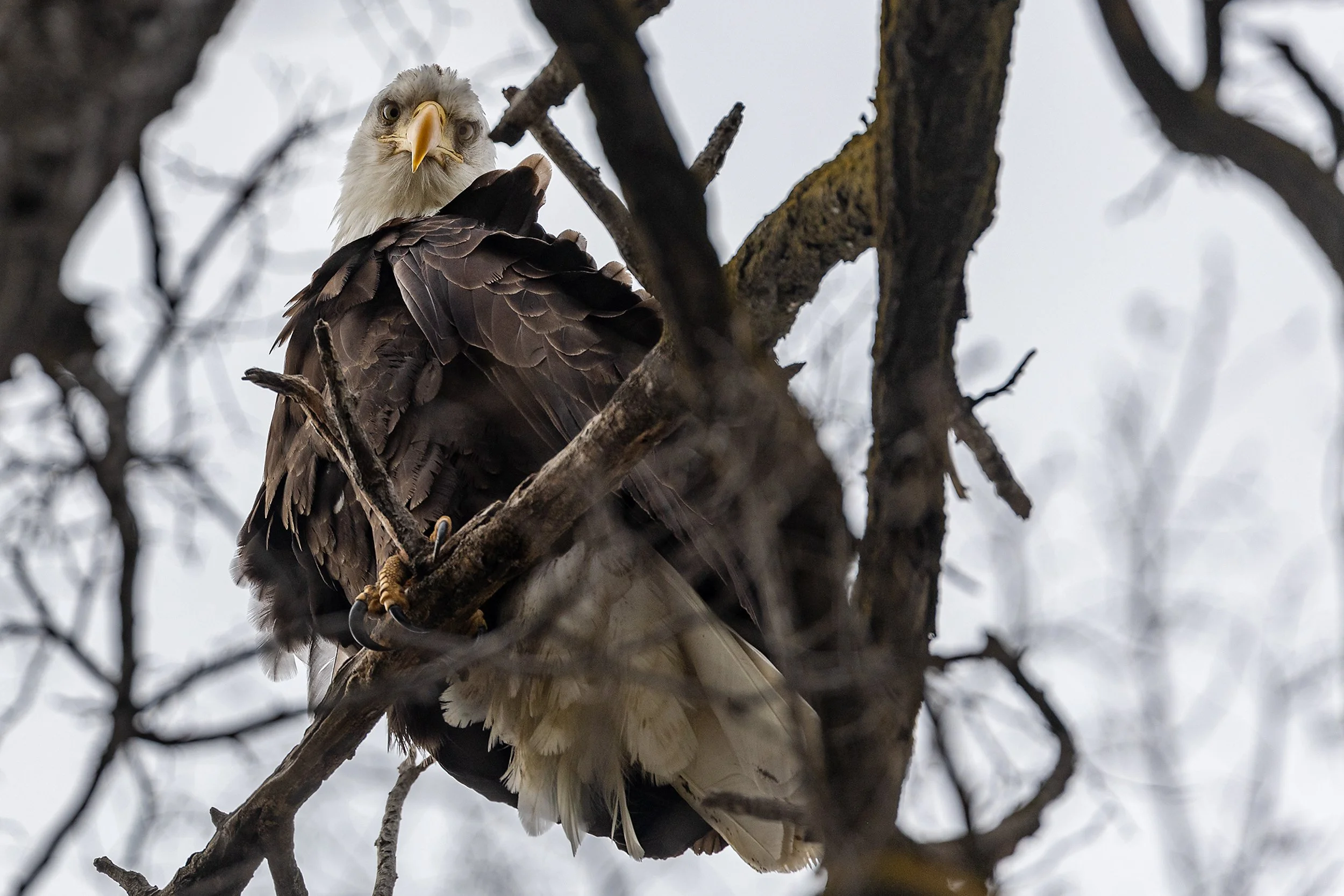 A bald eagle glares down from its perch with the face of a serious predator February 11, 2023, at Beachview Park in Clarkston, Wash. Bald eagle populations diminished to critical levels after the introduction of the pesticide DDT in the 1940s, but th
