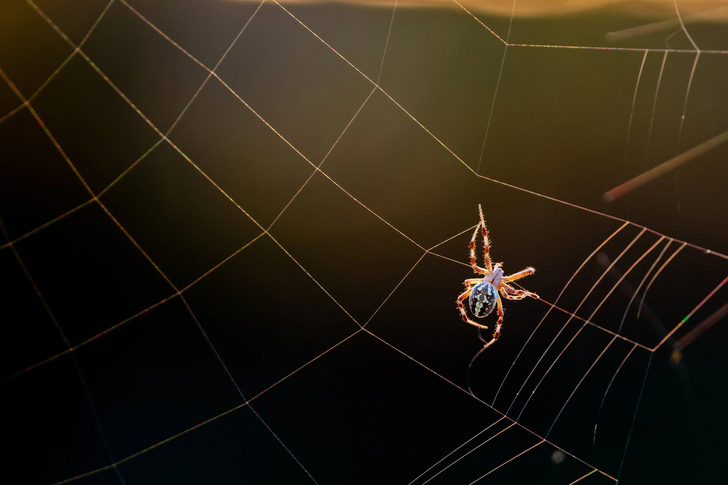 An orb weaver spider spins its web as the sun begins to set Aug. 23, 2022, in Lewiston, Idaho. Many orb-weavers build a new web daily, remaining hidden during most of the day before becoming more active at night, according to National Geographic. 