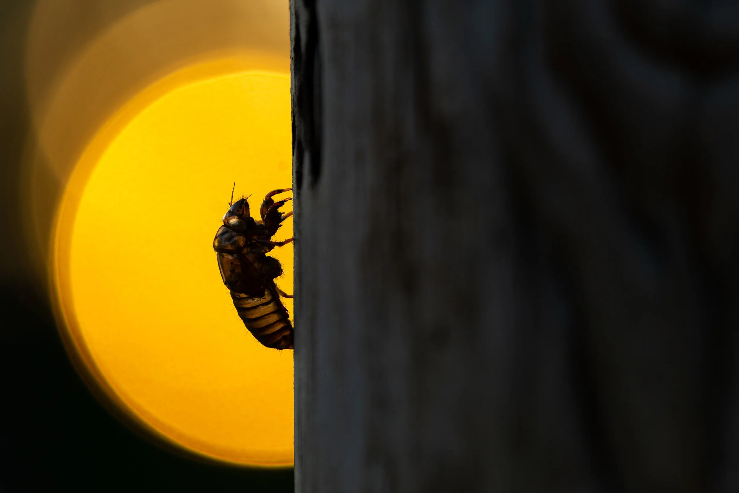 The shell of a brood cicada grips a telephone poll as the sun descends May 17, 2024, in Columbia, Mo. The XIX and XIII broods emerge from the ground every 13 and 17 years, respectively, to mate and die within a few weeks. This year the two broods rep